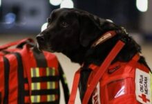 arama kurtarma köpekleri