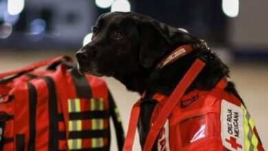arama kurtarma köpekleri