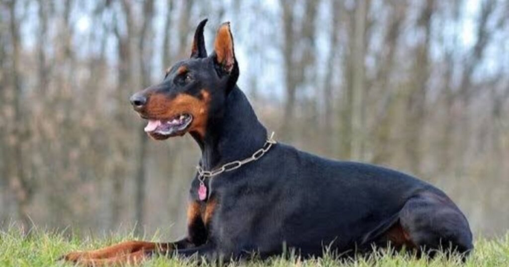 Doberman Training: A Global Guide for Beginners