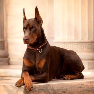 12 frequently asked questions and answers about Doberman Pinschers ?