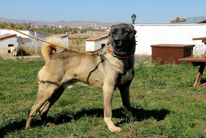 Kangal Köpeği ve Anadolu Çoban Köpegi Özellikleri 2023 - Doberman