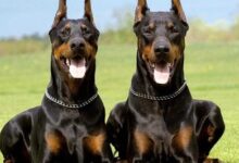 secereli doberman