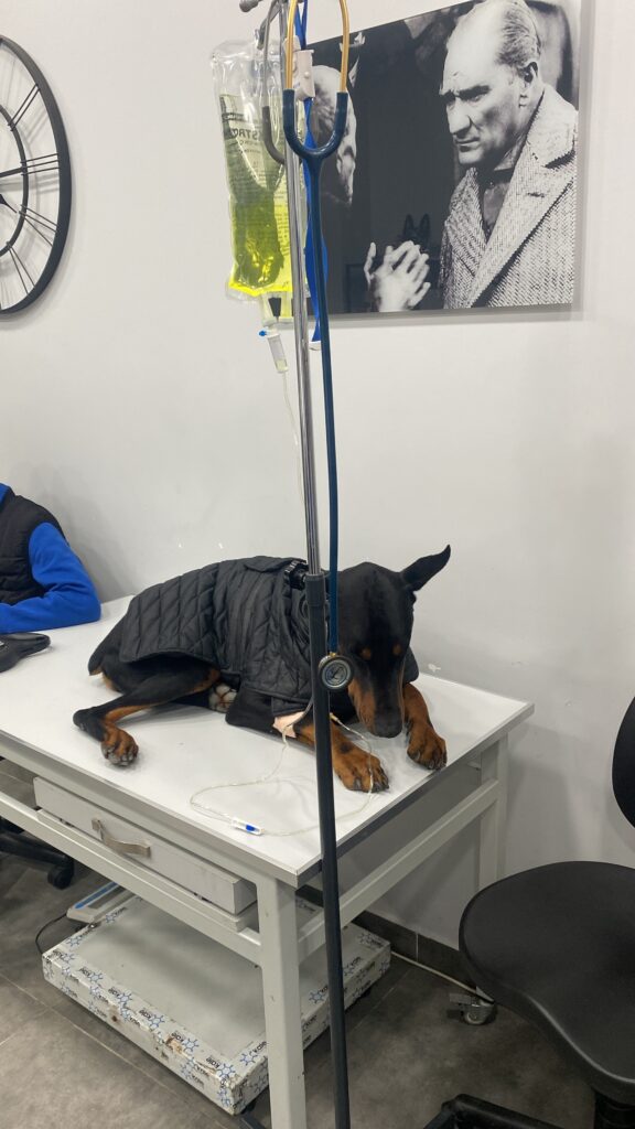 Doberman yabancı cisim yutma