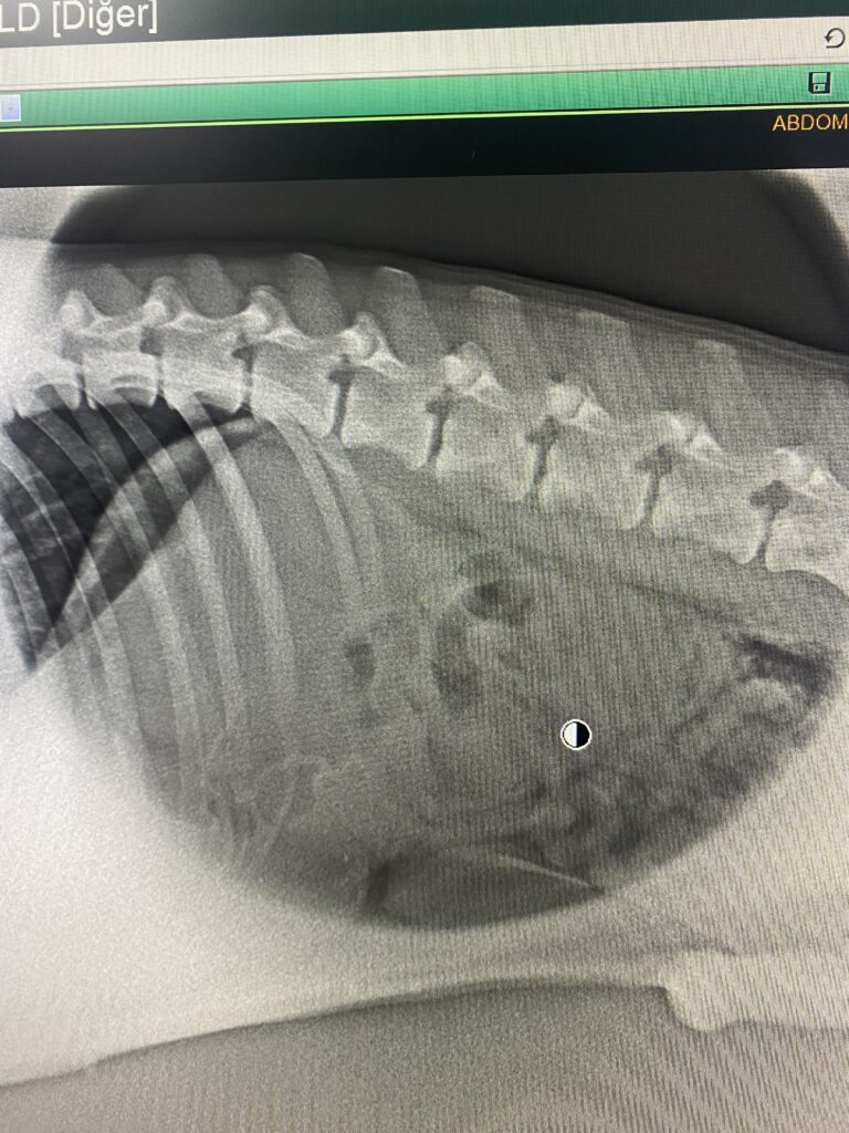 Doberman Yabancı Cisim Yutma ve Acil Müdahale (Pika Tehlikesi)