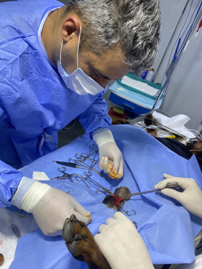 Doberman yabancı cisim yutma