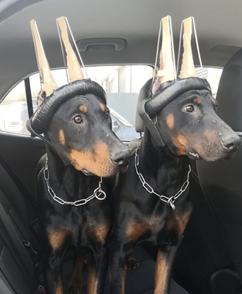 Ear Cropping in Doberman Breed