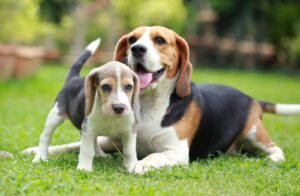 Beagle Tarihi , Kişiliği ve Bakımı Hakkında Bilgiler ?