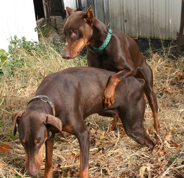 Köpeklerin Kızgınlık Dönemi