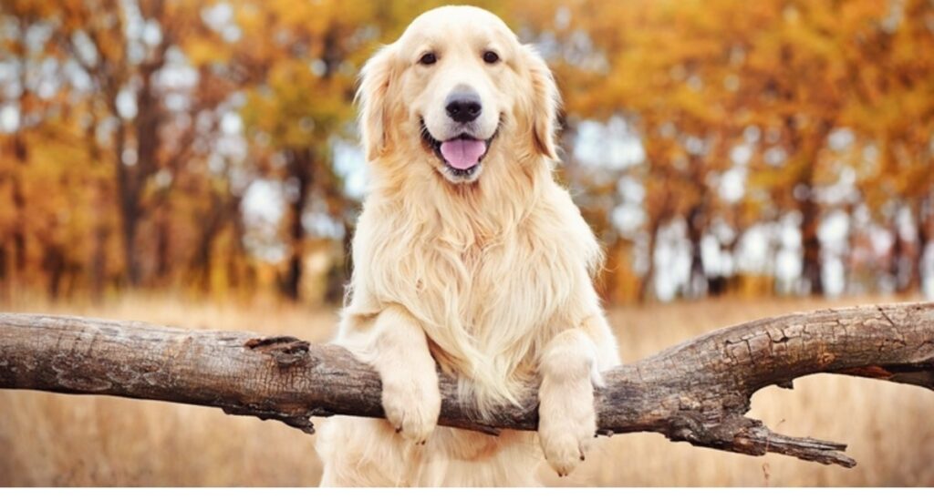 Golden Retriever: The Friendly and Intelligent Family Dog