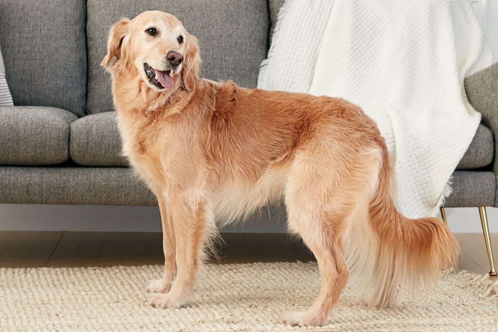 Golden Retriever: The Friendly and Intelligent Family Dog