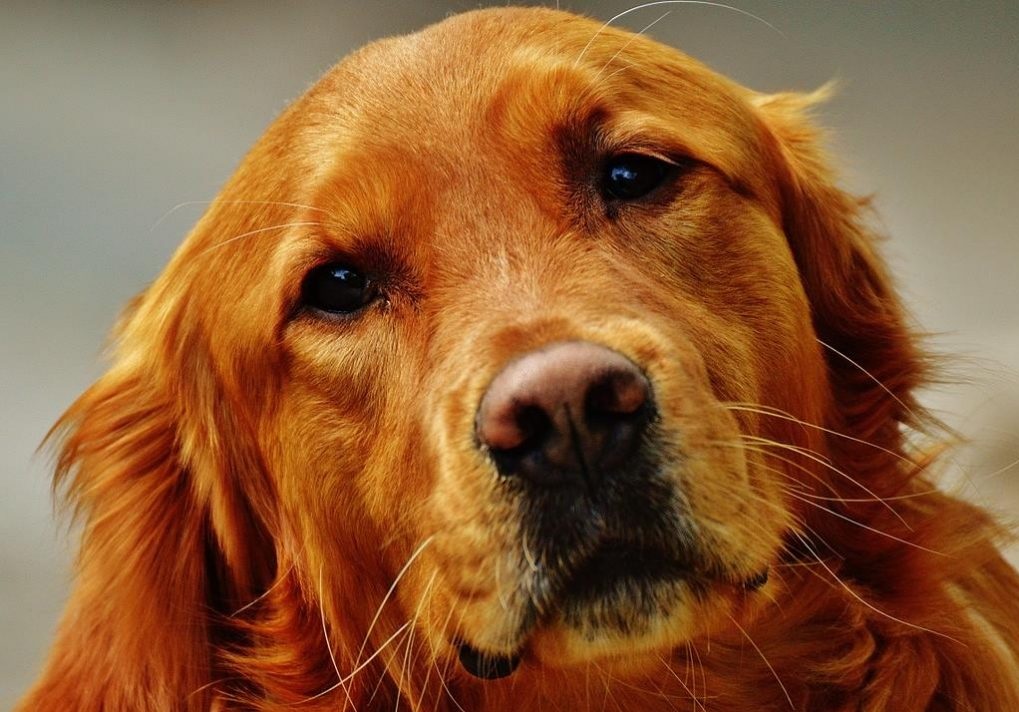 Golden Retriever: The Friendly and Intelligent Family Dog