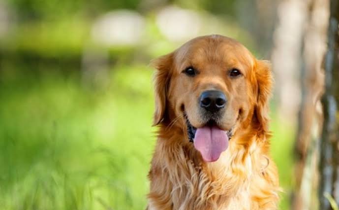 Golden Retriever: The Friendly and Intelligent Family Dog