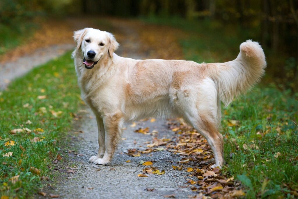 Golden Retriever: The Friendly and Intelligent Family Dog