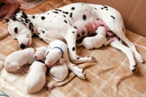 Köpeklerde Doğum ve Hamilelik: Süreç ve Dikkat Edilmesi Gerekenler ?