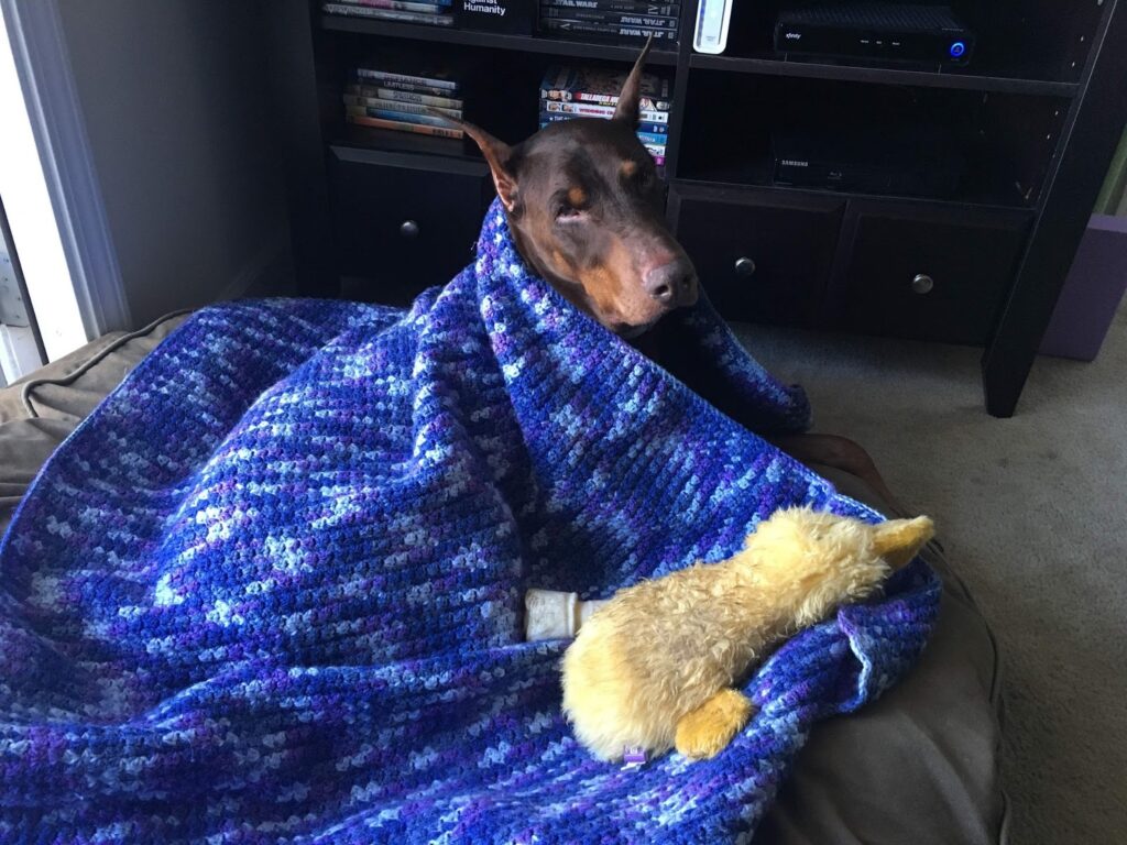 Dobermanlarda Genetik Hastalıklar Nelerdir ?