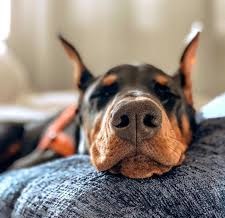 12 frequently asked questions and answers about Doberman Pinschers ?