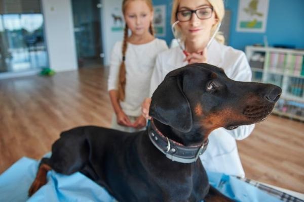 Doberman Davranış Bozuklukları: Çözüm Yolları ve Nedenleri