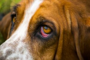 Köpeklerde Horner Sendromu Tanı ve Tedavi Seçenekleri ?