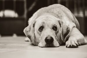 Köpeklerde Göz Çapaklanması Neden Olur?