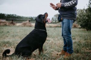 Köpek Eğitiminde Uygulanan Yöntemler ve Köpek Sahiplerine Öneriler
