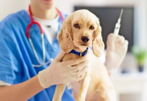 Köpeklerde Aşı Programı Hangi Aşılar Ne Zaman Yapılmalıdır?