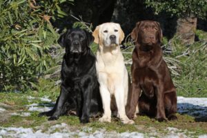 Labrador retriever kökeni ,tarihi ve özellikleri