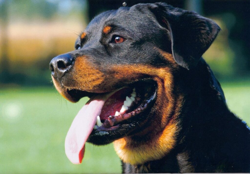 Rottweiler: A Powerful and Loyal Guardian