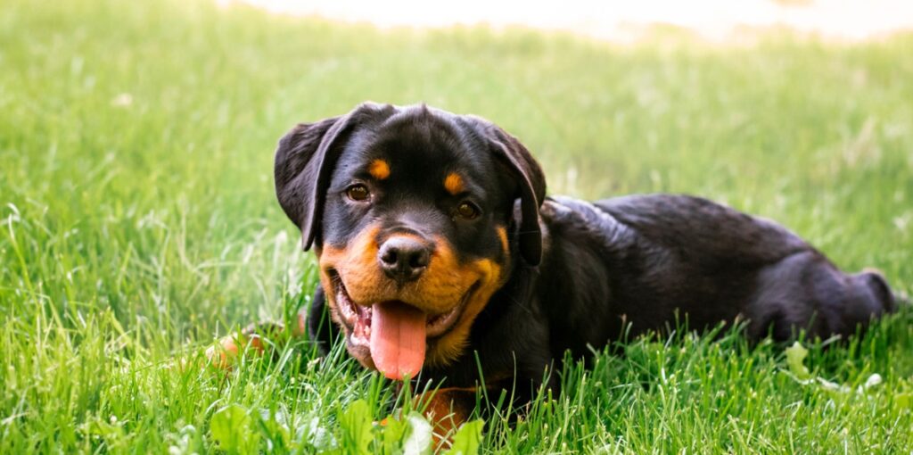 Rottweiler: A Powerful and Loyal Guardian