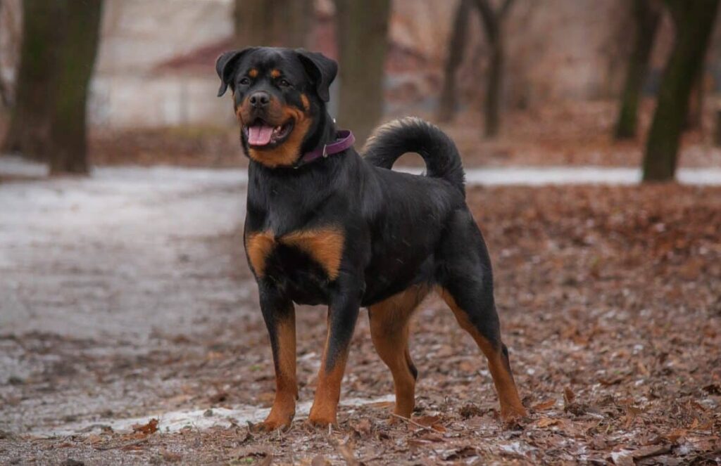 Rottweiler: A Powerful and Loyal Guardian