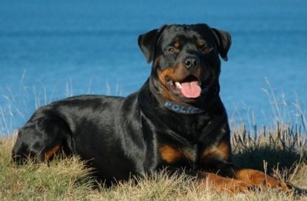 Rottweiler: A Powerful and Loyal Guardian