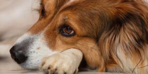 Köpeklerde Vestibüler (Sağırlık)  rahatsızlık nedir?