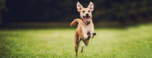  Köpeklerin Mutlu ve Sağlıklı Bir Hayat Sürmesi