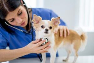 Köpeklerin Sağlığı ve Bakımı 