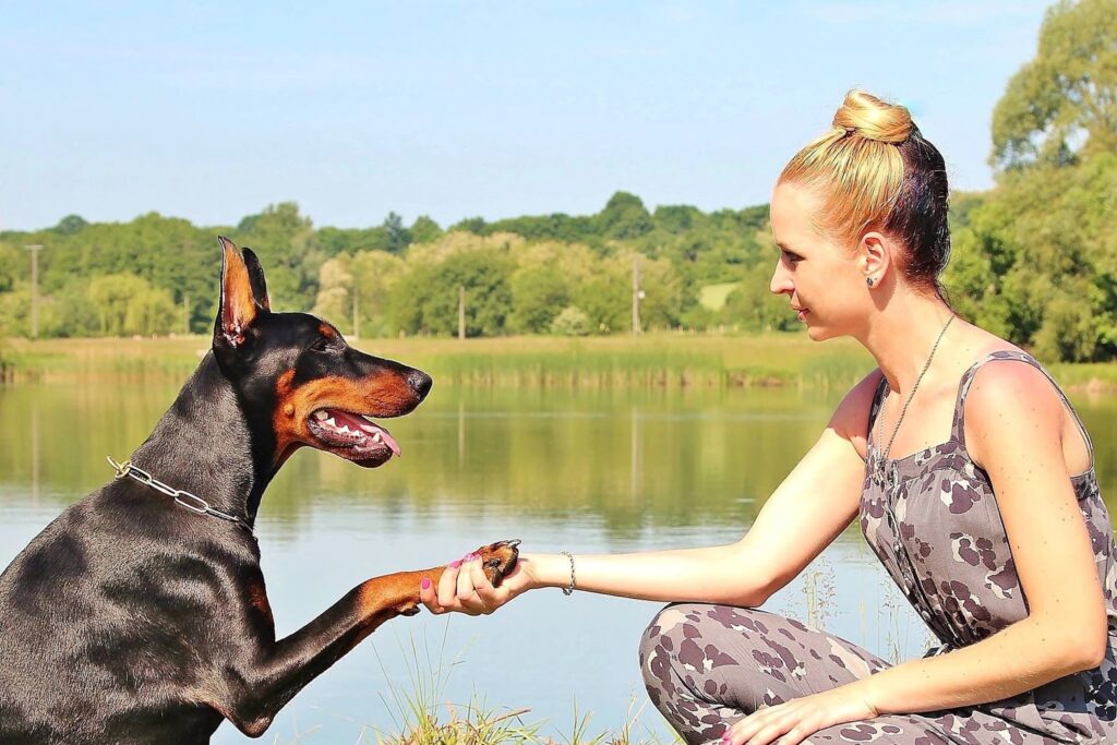 Doberman Eğitimi: Yeni Başlayanlar İçin Global Rehber