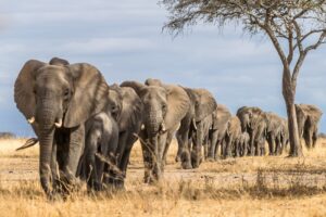 Filler Hakkında Genel Bilgiler Soru ve Cevaplar 