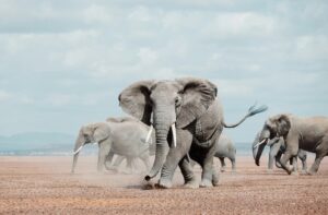 Filler Hakkında Genel Bilgiler Soru ve Cevaplar 