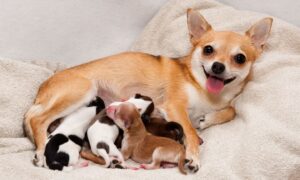Köpeklerde Hamilelik