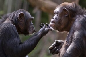 Hayvanlarda İletişim Biçimleri: Sesi, Koku ve Görsel İşaretler