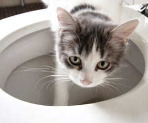 Kedi Eğitimi ? Tuvalet Alışkanlığı ve Tüy Bakımı ?