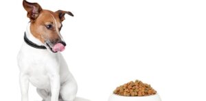 Köpeklerde Doğru Beslenme Nasıl Olmalı