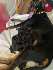 Köpeklerin Doğum Süreci