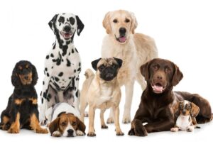 Köpeklerdeki Genetik Çeşitlilik