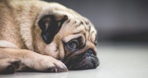 Köpeklerde Stres Belirtileri ve Nasıl Yönetilir