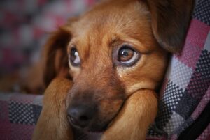 Köpeklerde Stres Belirtileri ve Nasıl Yönetilir