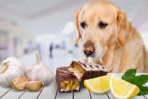 Köpekler İçin Zehirli Gıdalar