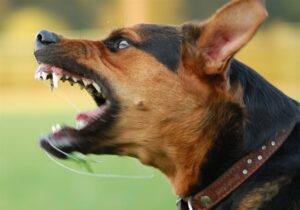 Köpeklerin Dişlerini Gösterme Nedenleri