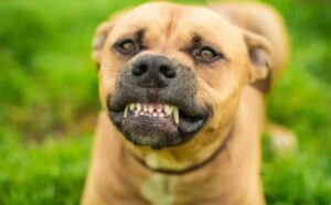 Köpeklerin Dişlerini Gösterme Nedenleri