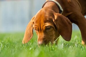 Köpeklerin Ot Yemesi: Sebepleri, Yararları ve Zararları