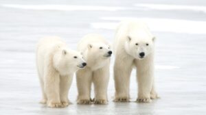 Kutup Ayıları Hakkında Bilmeniz Gerekenler?