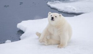 Kutup Ayıları Hakkında Bilmeniz Gerekenler?